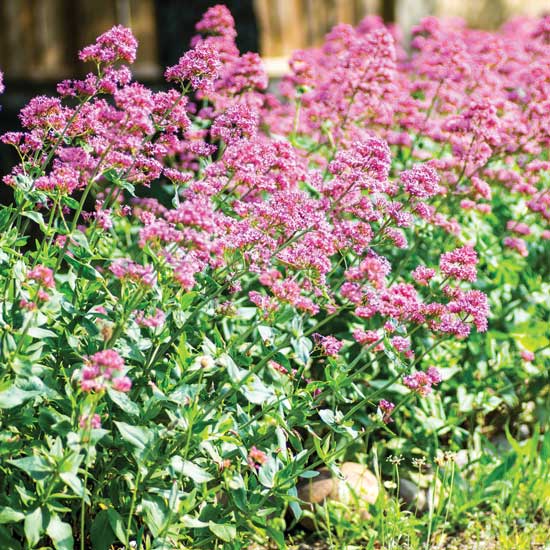 Sweet-smelling valerian has roots that can be used as a mild sedative.